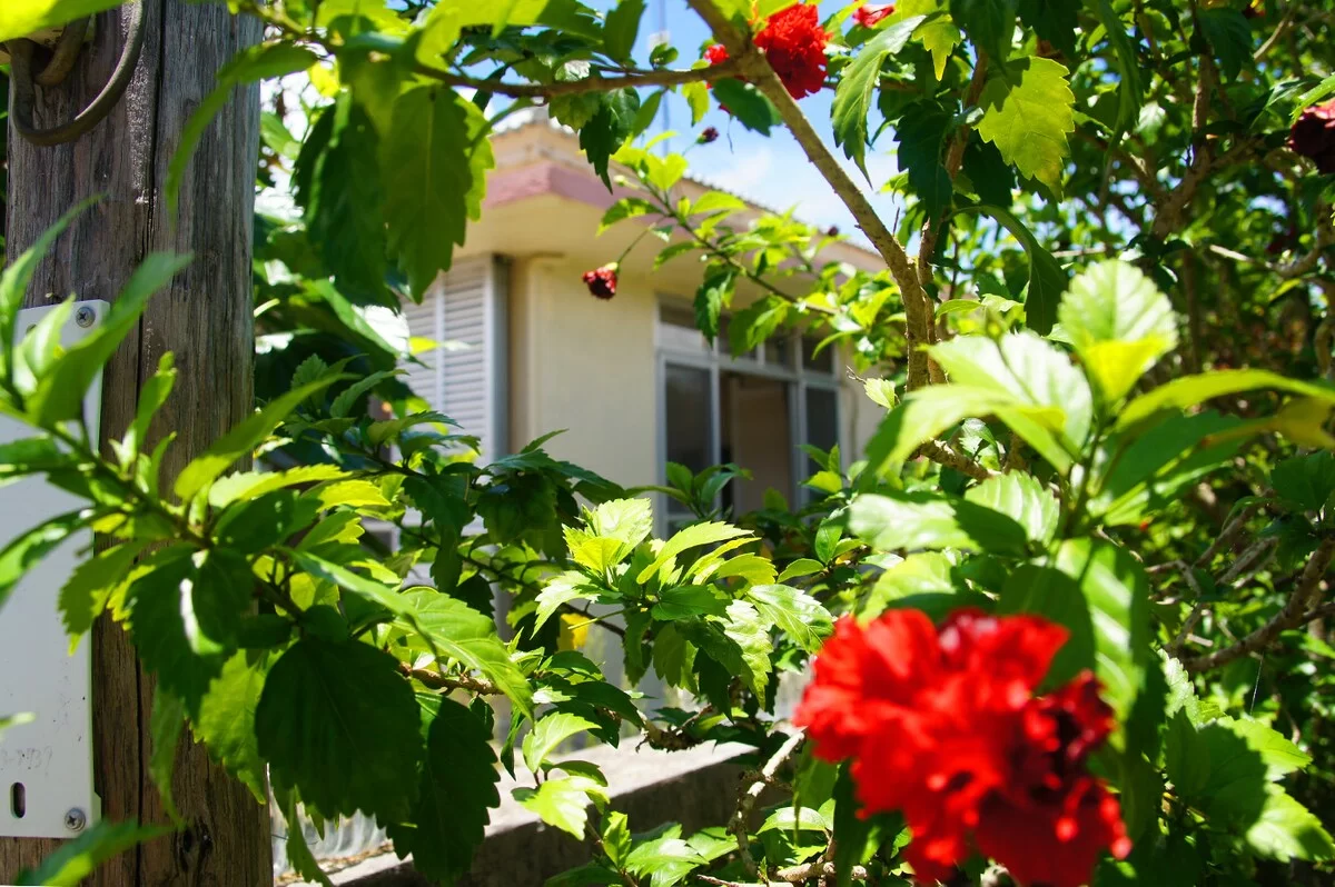 Bougainvillea garden