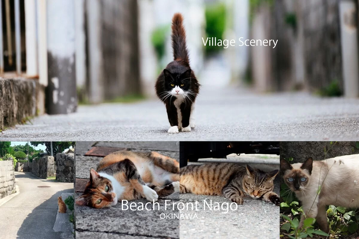 Cats in Okinawan village