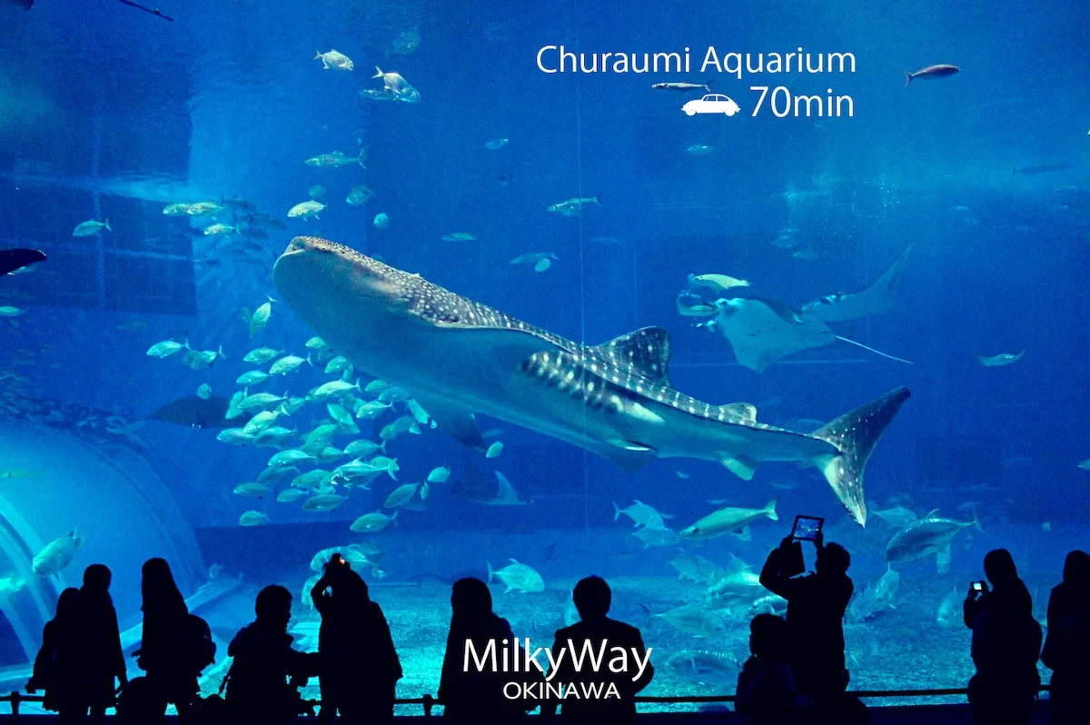 美ら海水族館 — MilkyWayから車40分の沖縄人気スポット